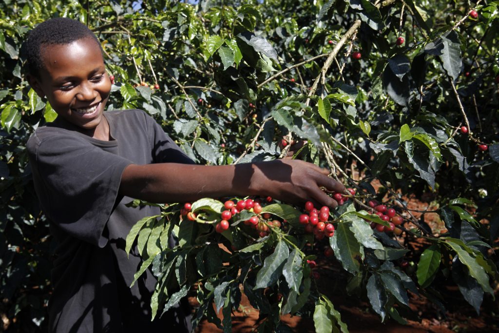 koffie productie Kenya