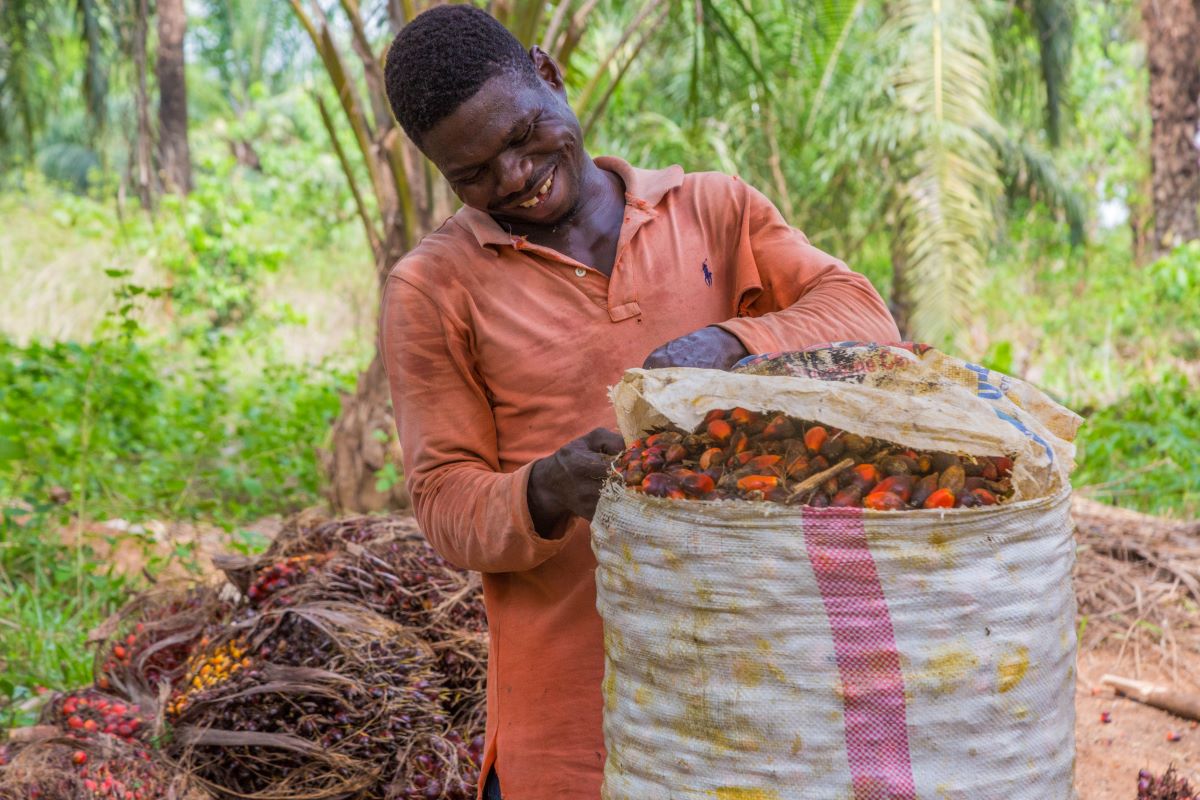 Hoe Het Echt Zit Met Palmolie | Solidaridad