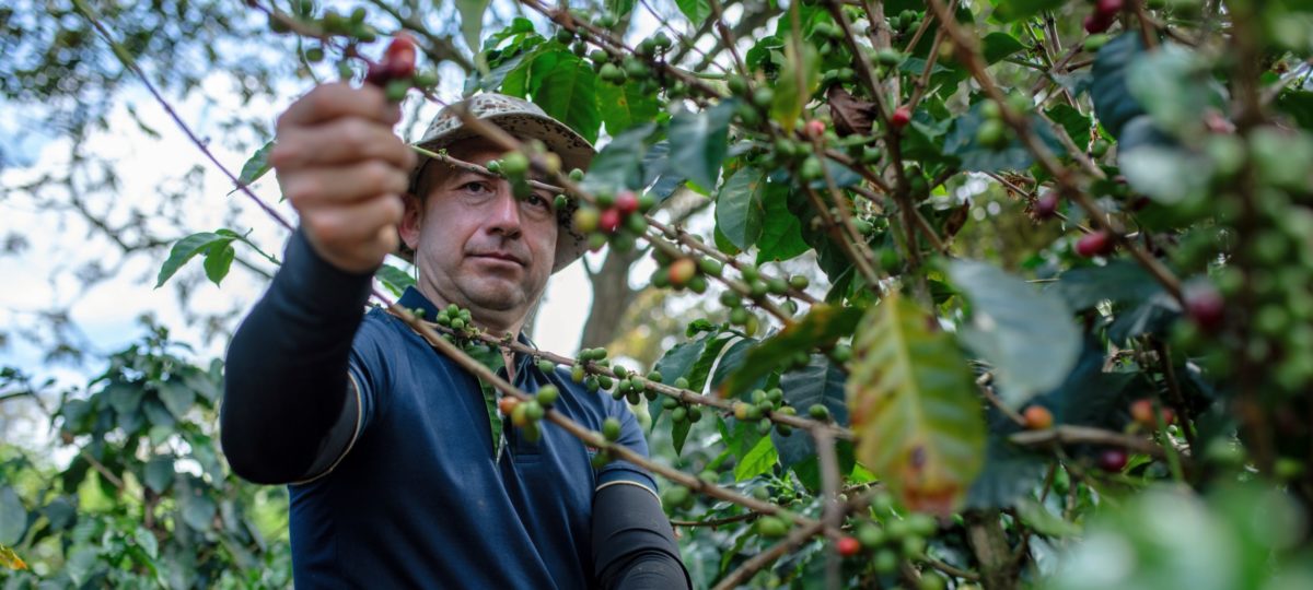 Boer plukt koffievruchten van de boom in Colombia