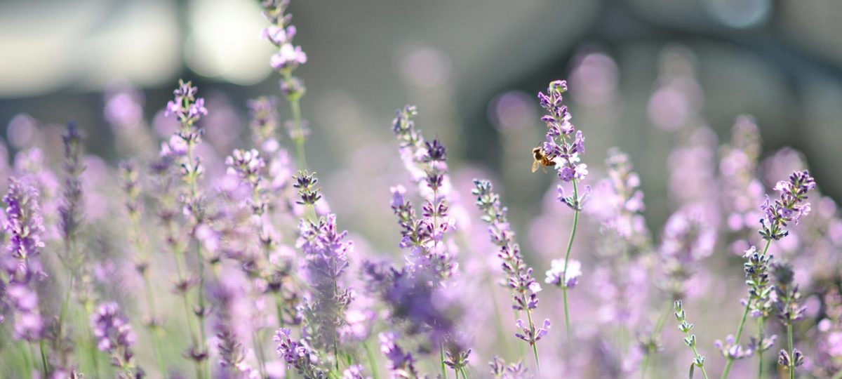 Foto van lavendel