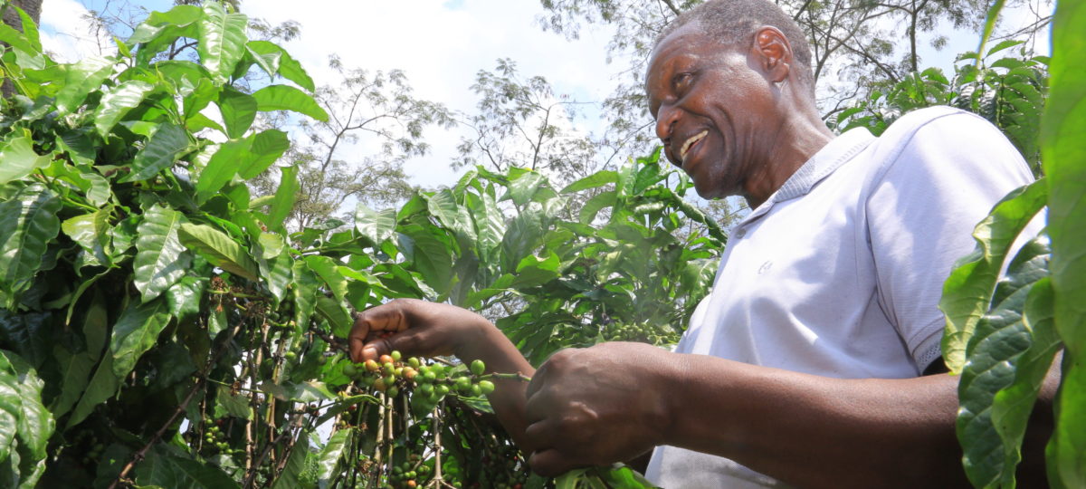 Jim Kaava, koffieboer van het klimaatheldenproject tussen zijn koffiebomen, Masaka, Uganda